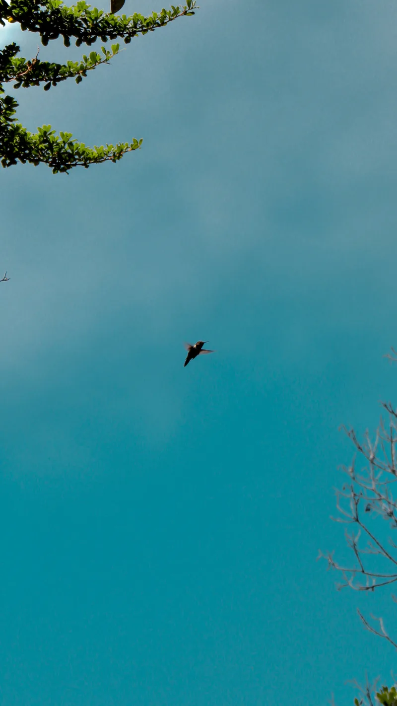 A small bird in flight against a turquoise sky