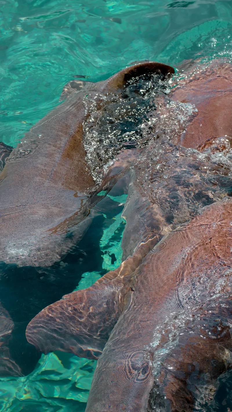 A sea turtle swimming in clear turquoise water