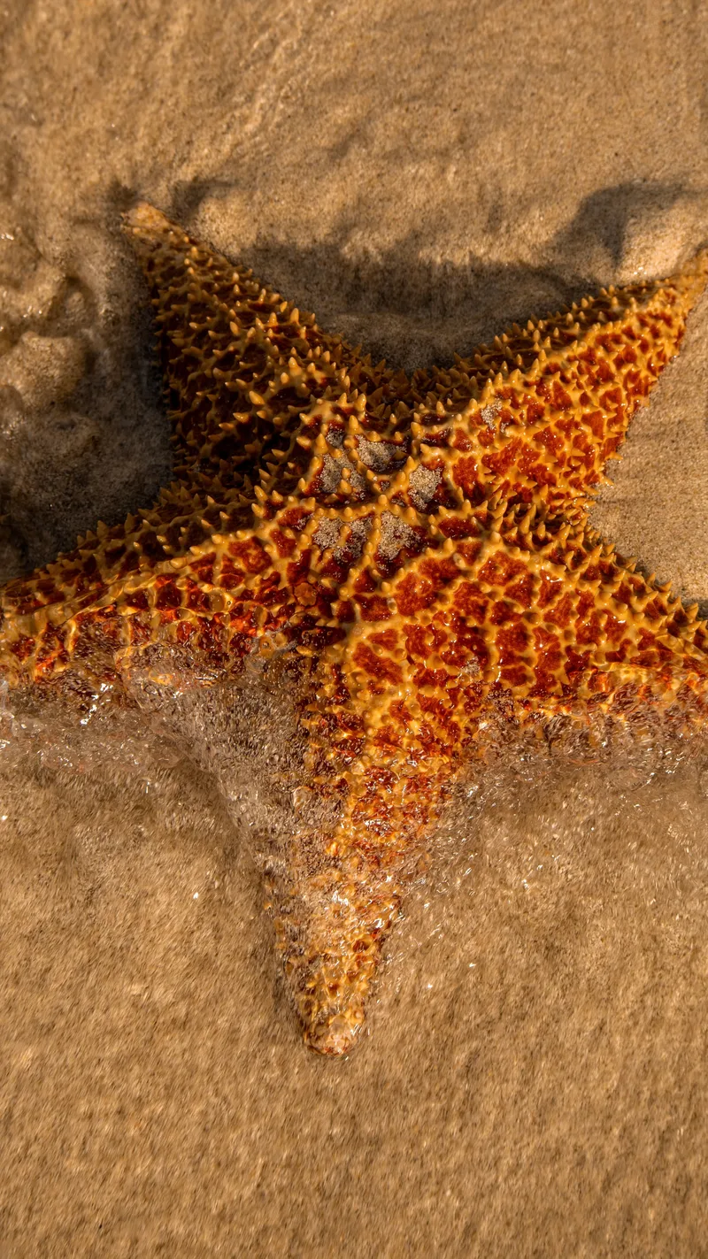 An orange starfish on wet sand