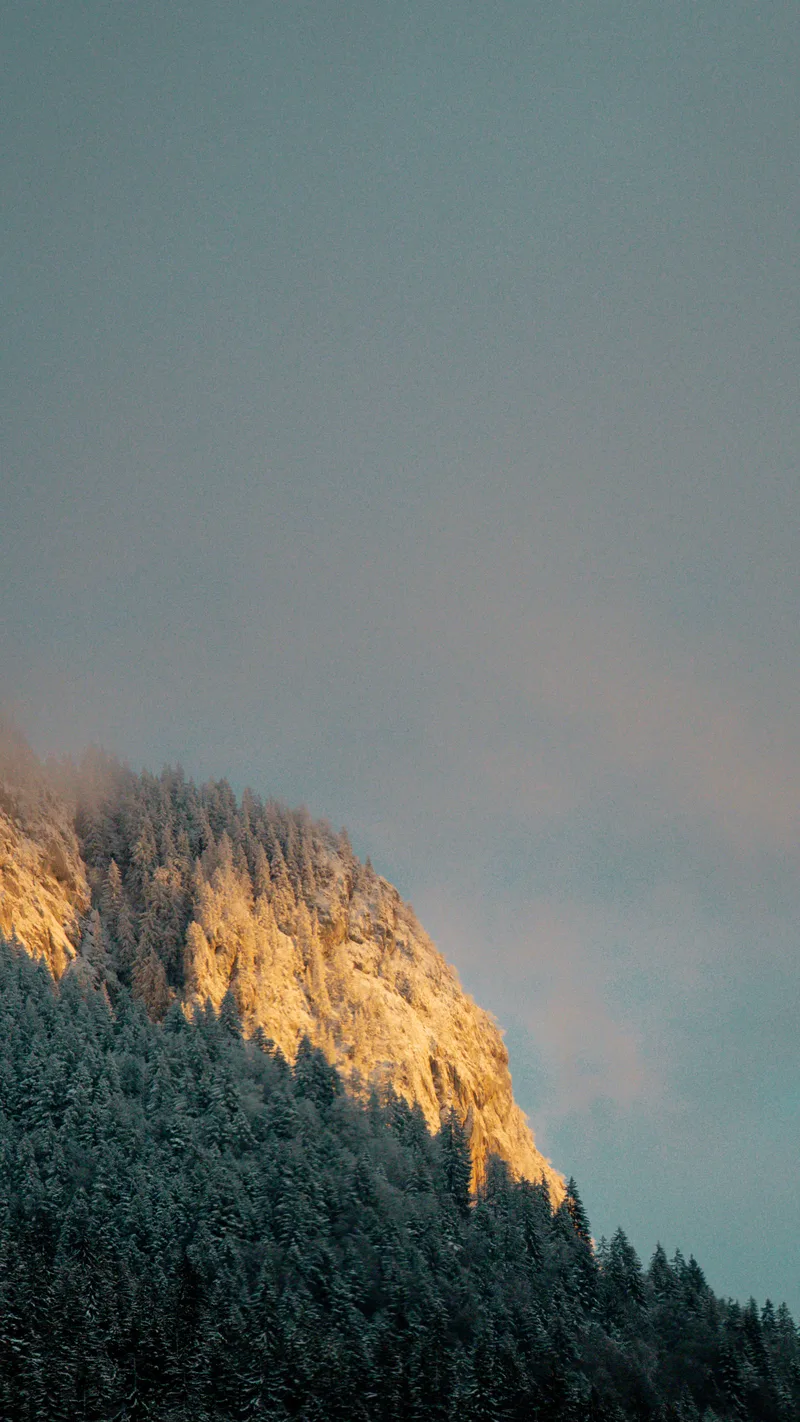 Golden evening light on a rocky ridge above pine forest