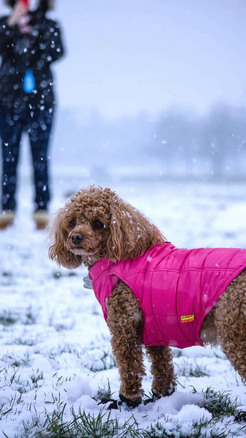 A curly-haired dog in a pink coat standing in the snow