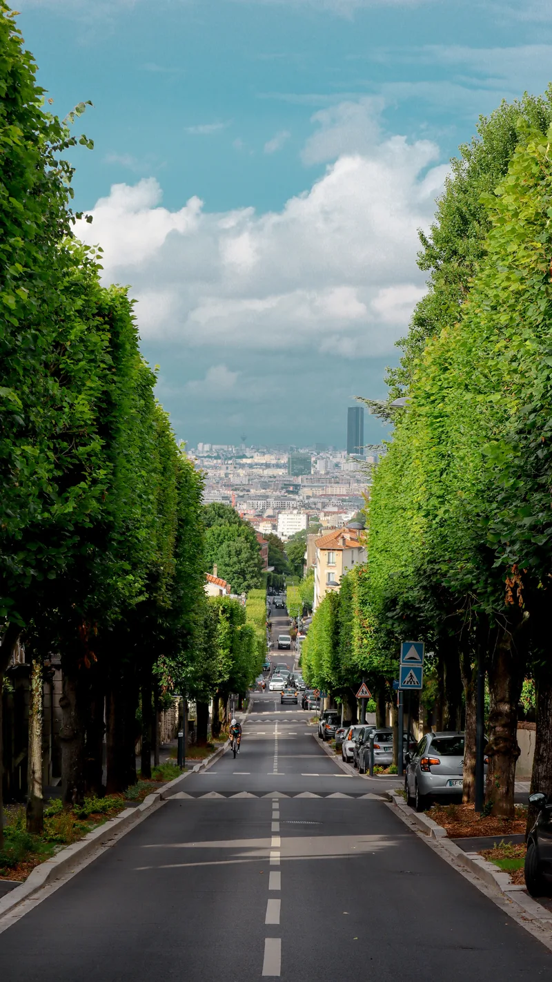 A long tree-lined avenue leading towards the city