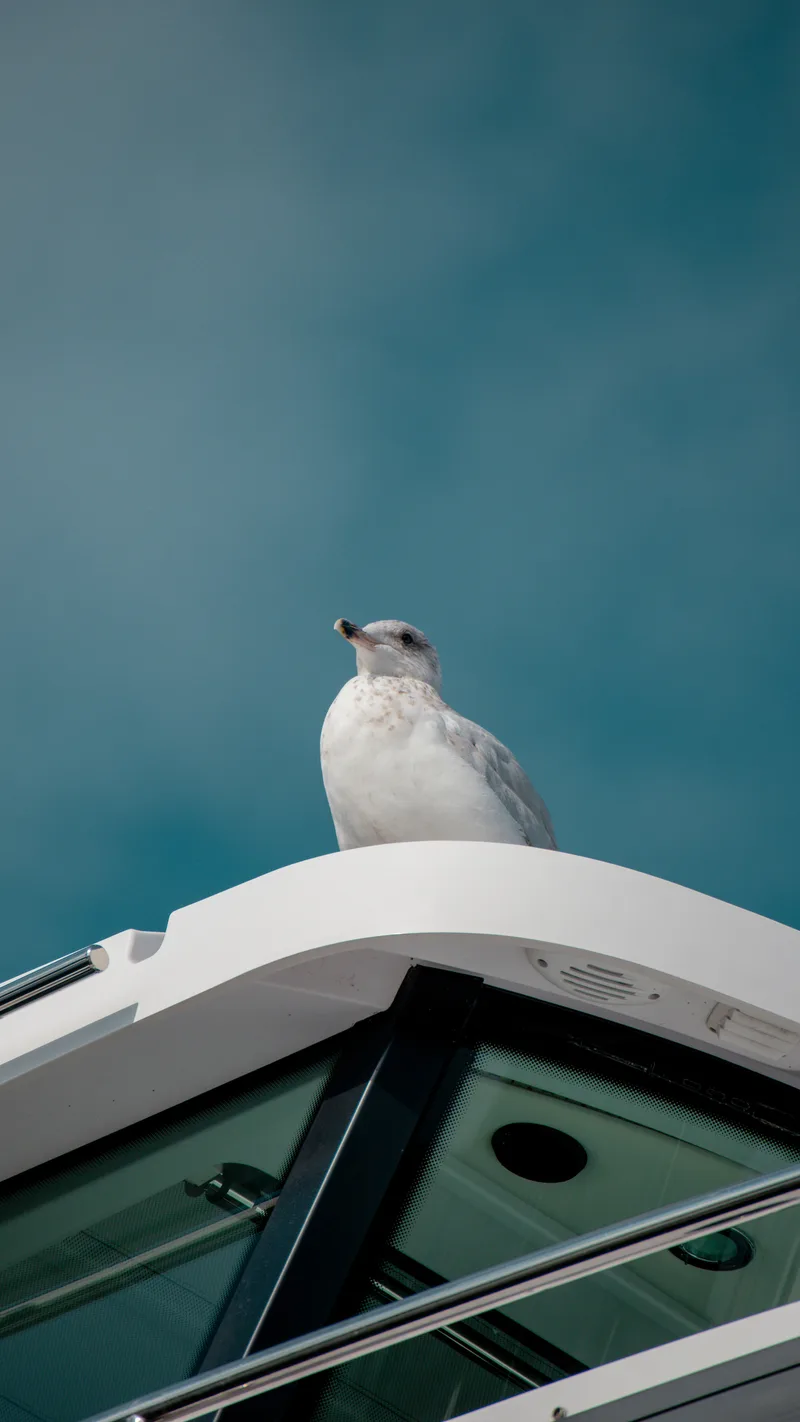A gull perched on the white roof of a boat
