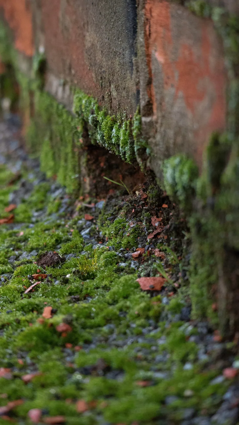 Moss growing along the edge of an old brick wall