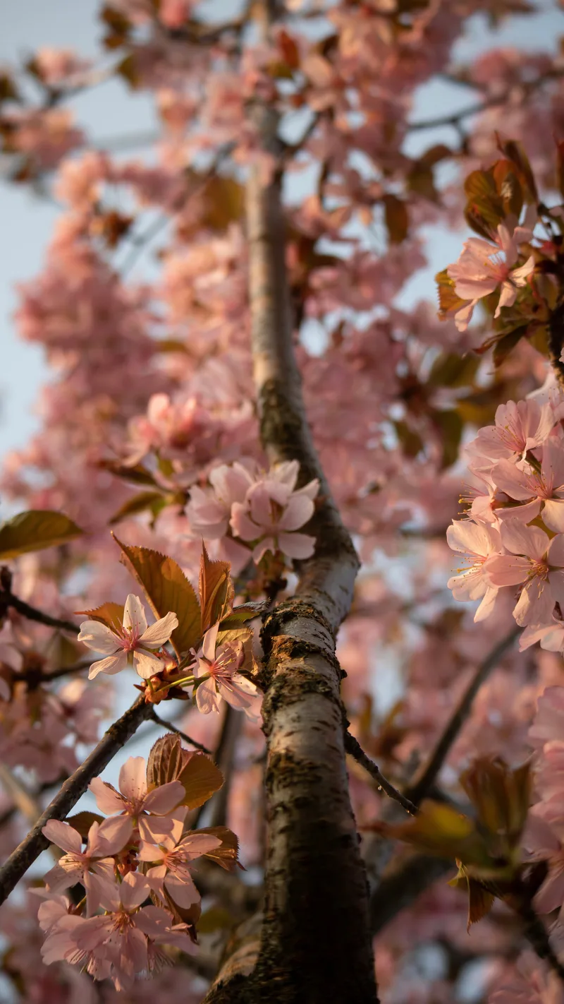 Pink blossom along a tree branch