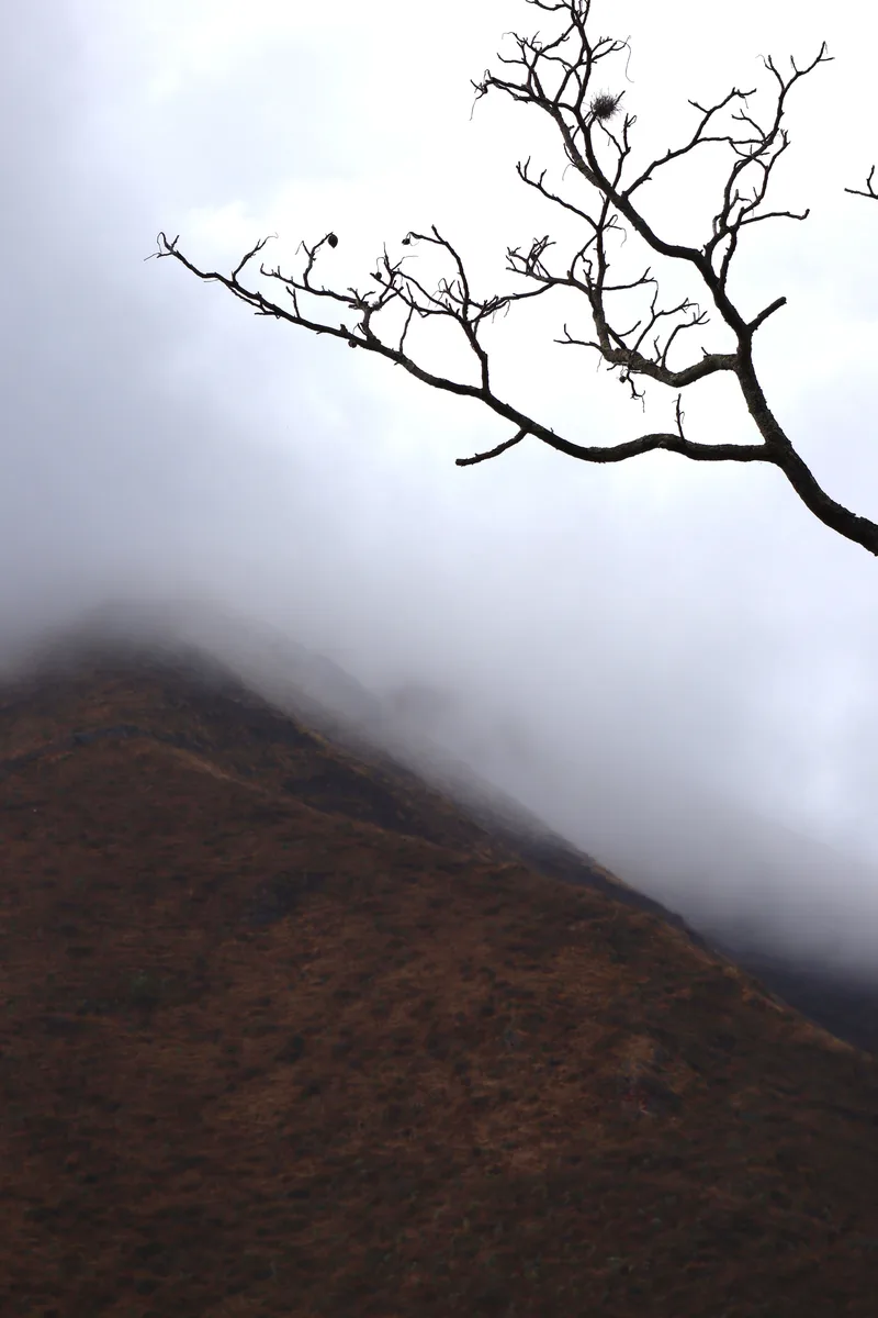 A bare branch against mist rolling over a dark mountainside