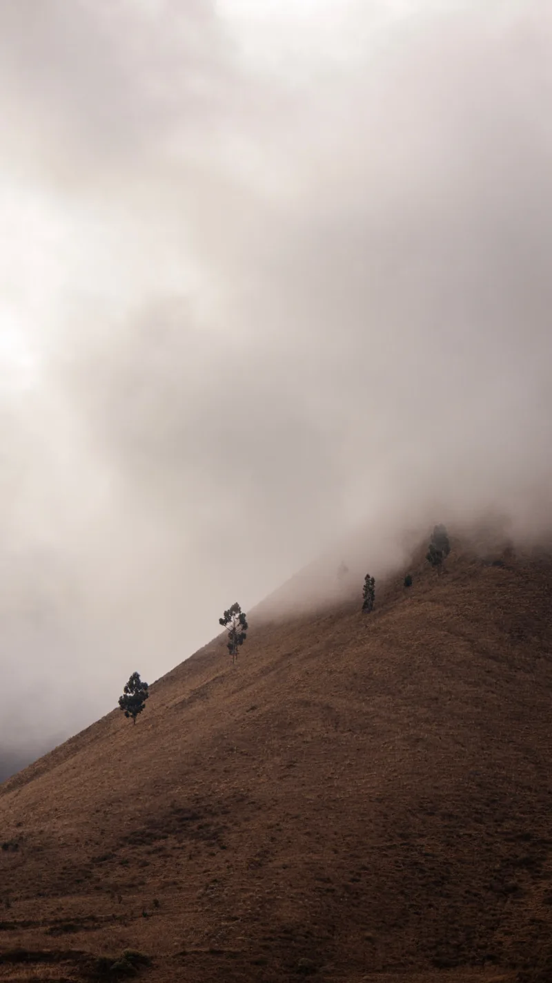 Low cloud drifting over a steep hillside dotted with trees