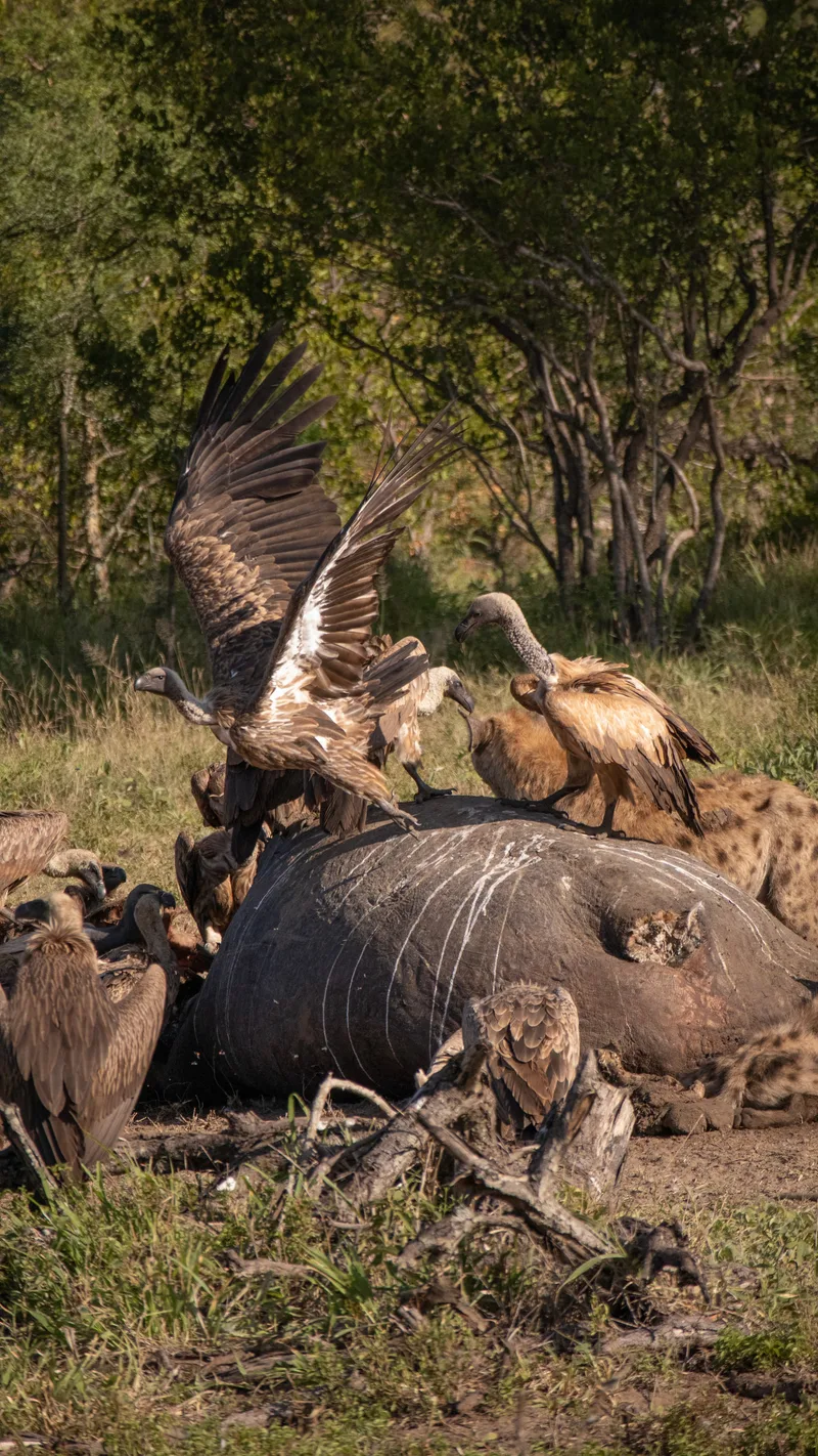 Vultures crowding around a carcass in the bush, one with its wings spread