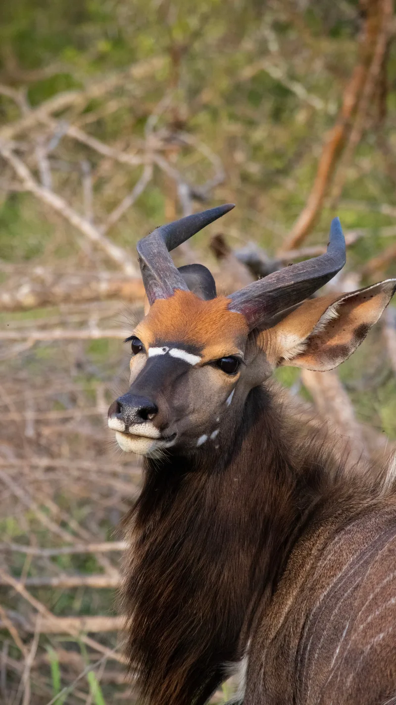 A nyala bull with spiralled horns looking towards the camera