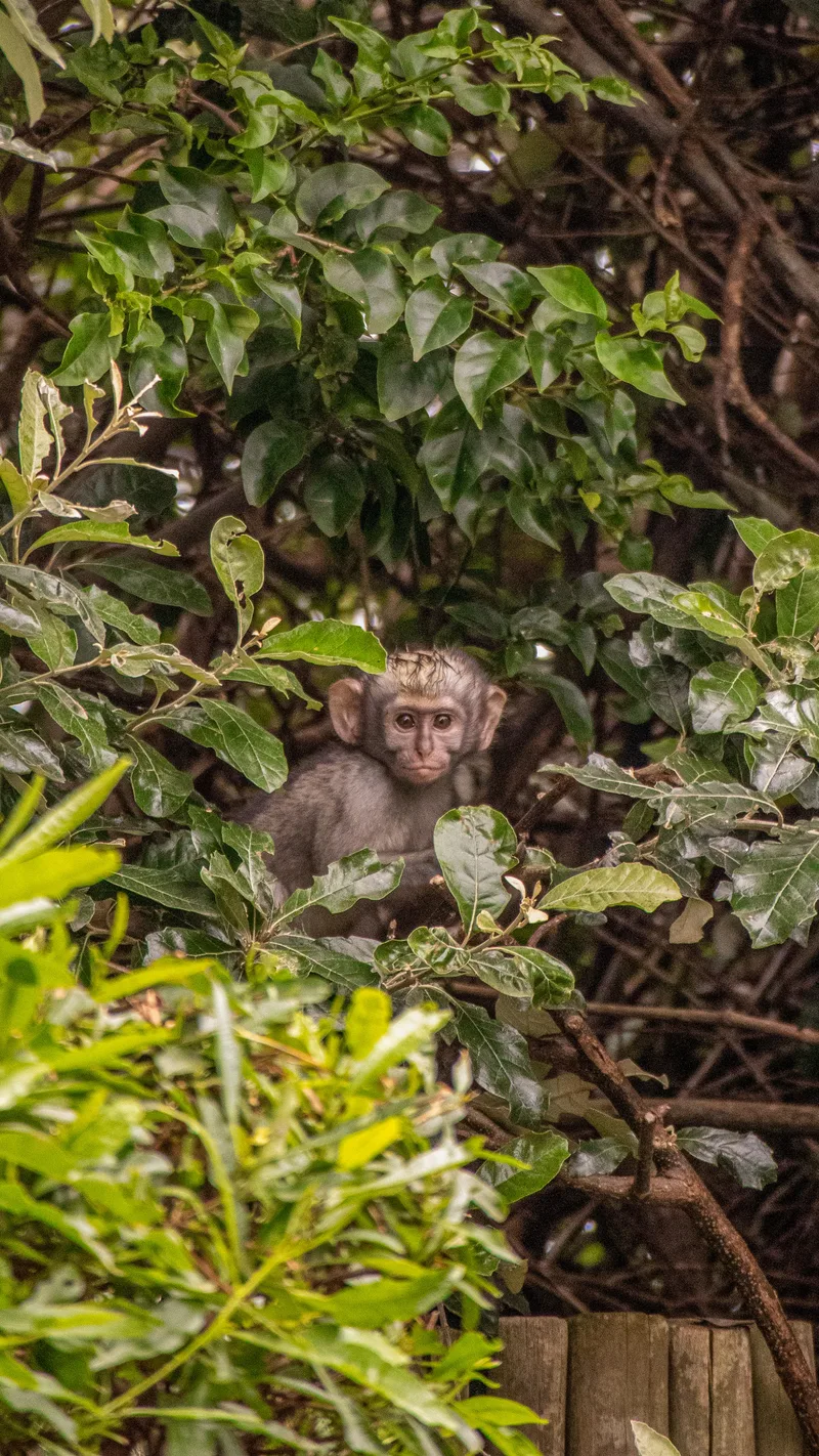 A young vervet monkey peering out from green leaves