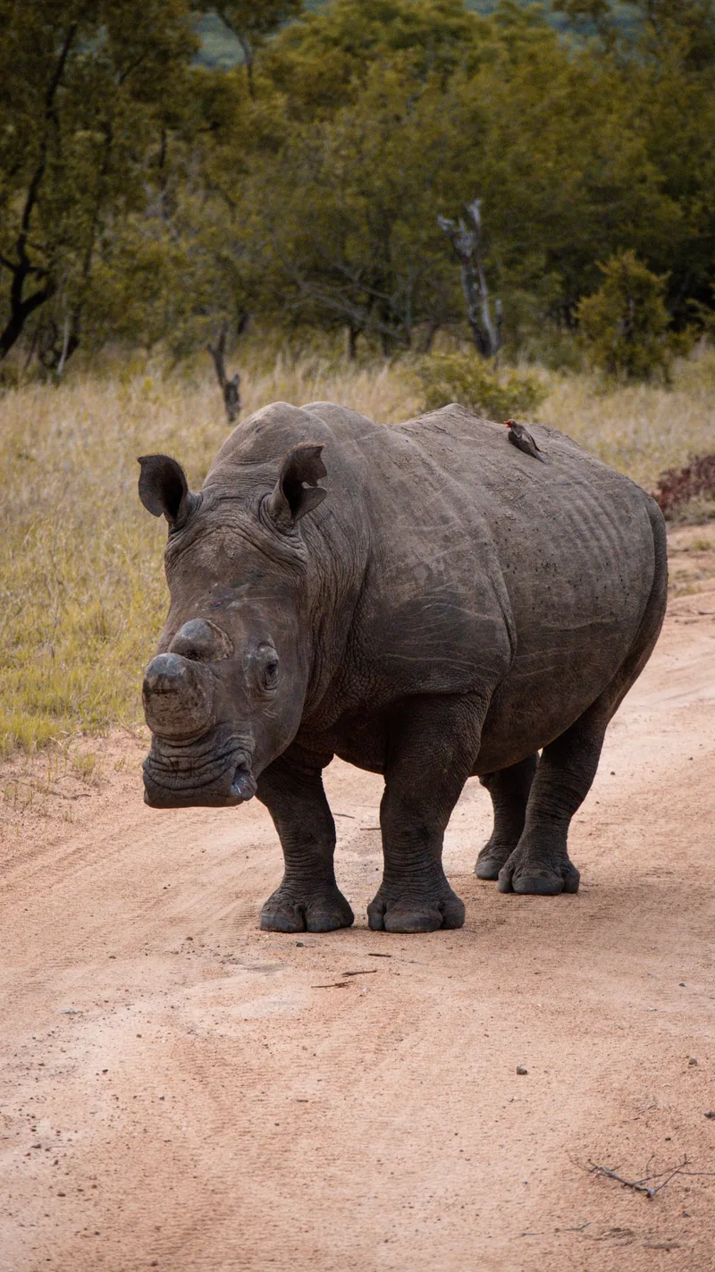 A rhino standing on a sandy track