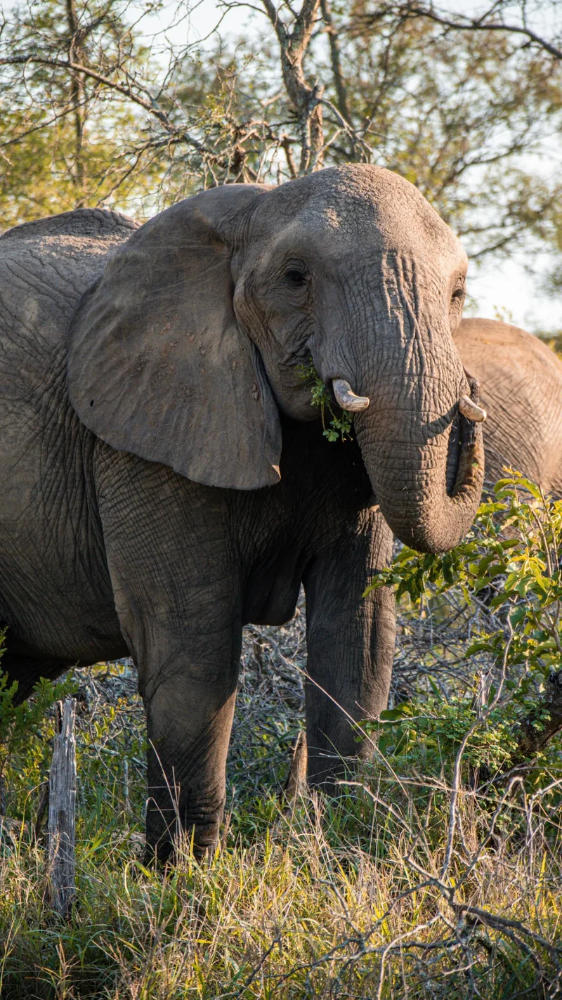 An elephant feeding among bushes