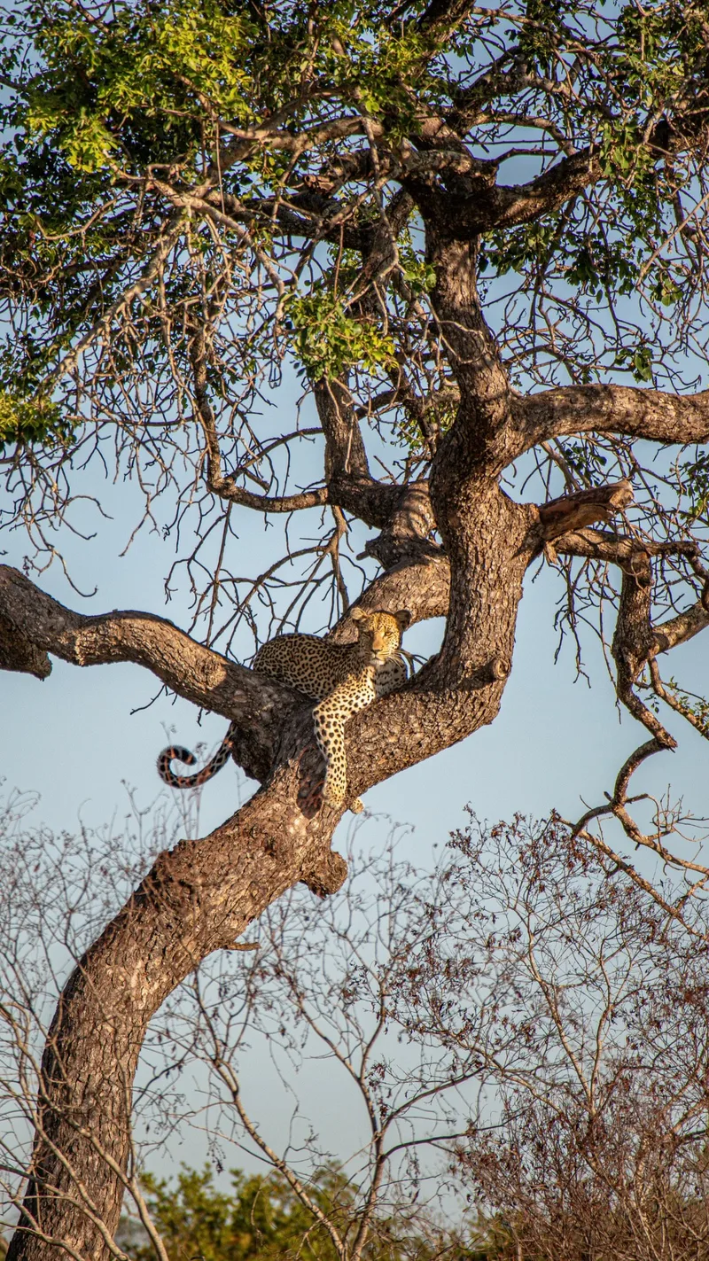 A leopard resting in the fork of a large tree