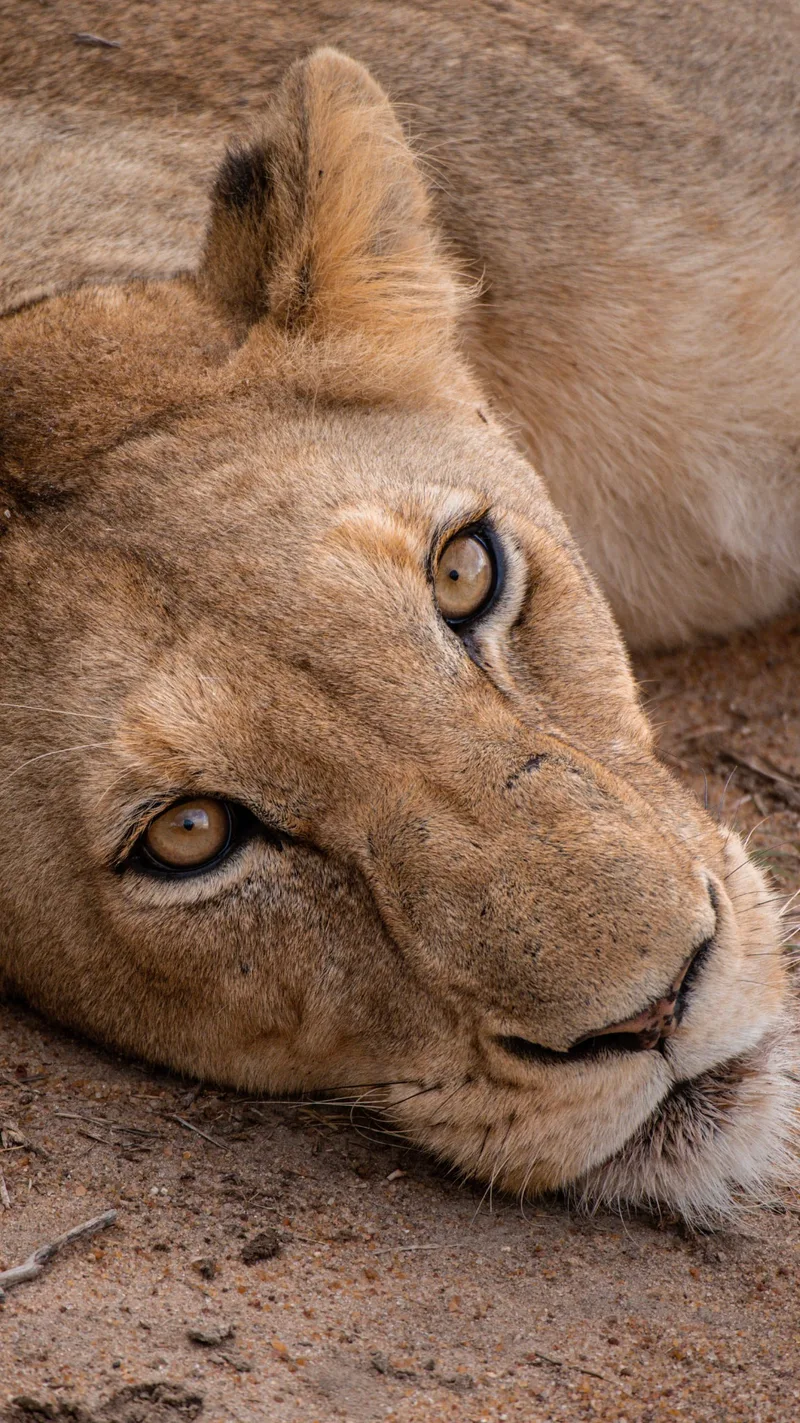 Close-up of a lioness lying on the ground, looking up