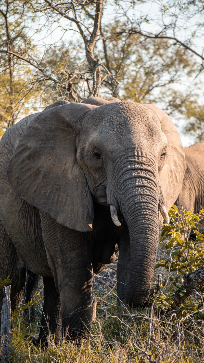 An elephant walking through the bush