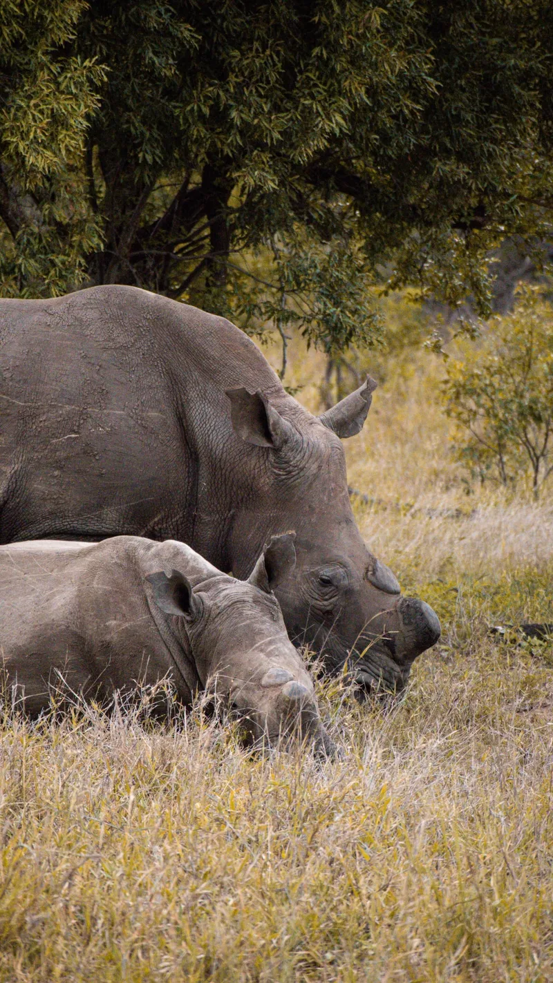 A rhino lying in long grass beside its calf