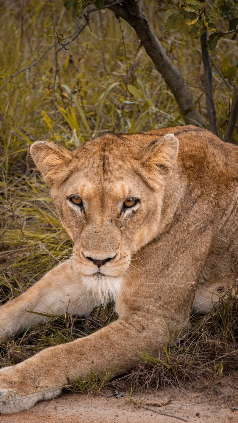 A lioness lying in the grass, staring at the camera