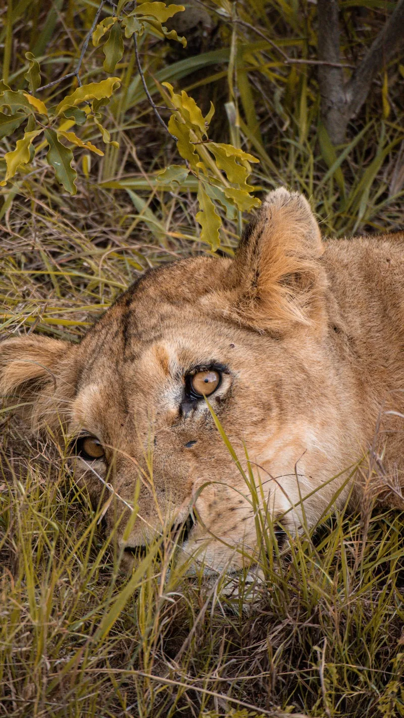 A lioness resting her head in long grass