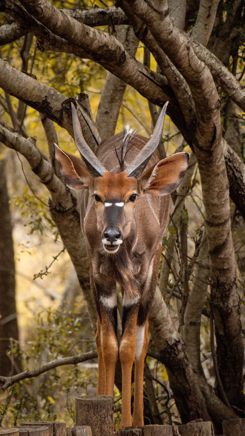 A young nyala standing among tree branches