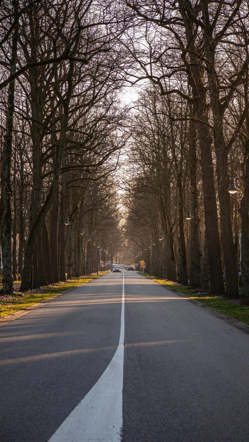 A straight road through an avenue of bare trees