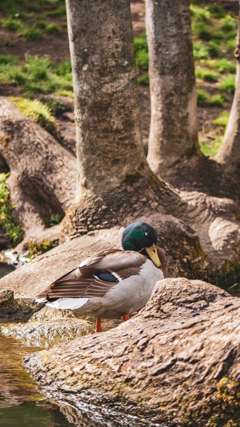A mallard resting on rocks at the foot of a tree