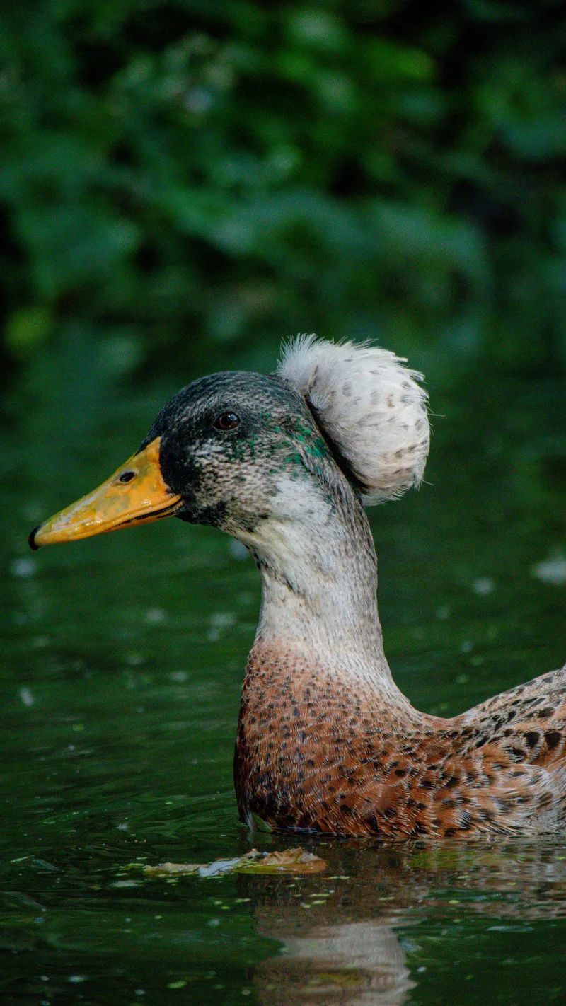 A crested duck swimming among green reflections