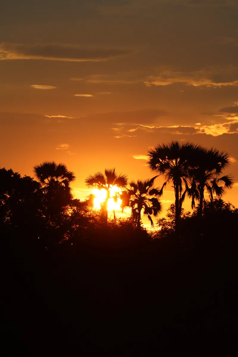 Palm trees silhouetted against an orange sunset